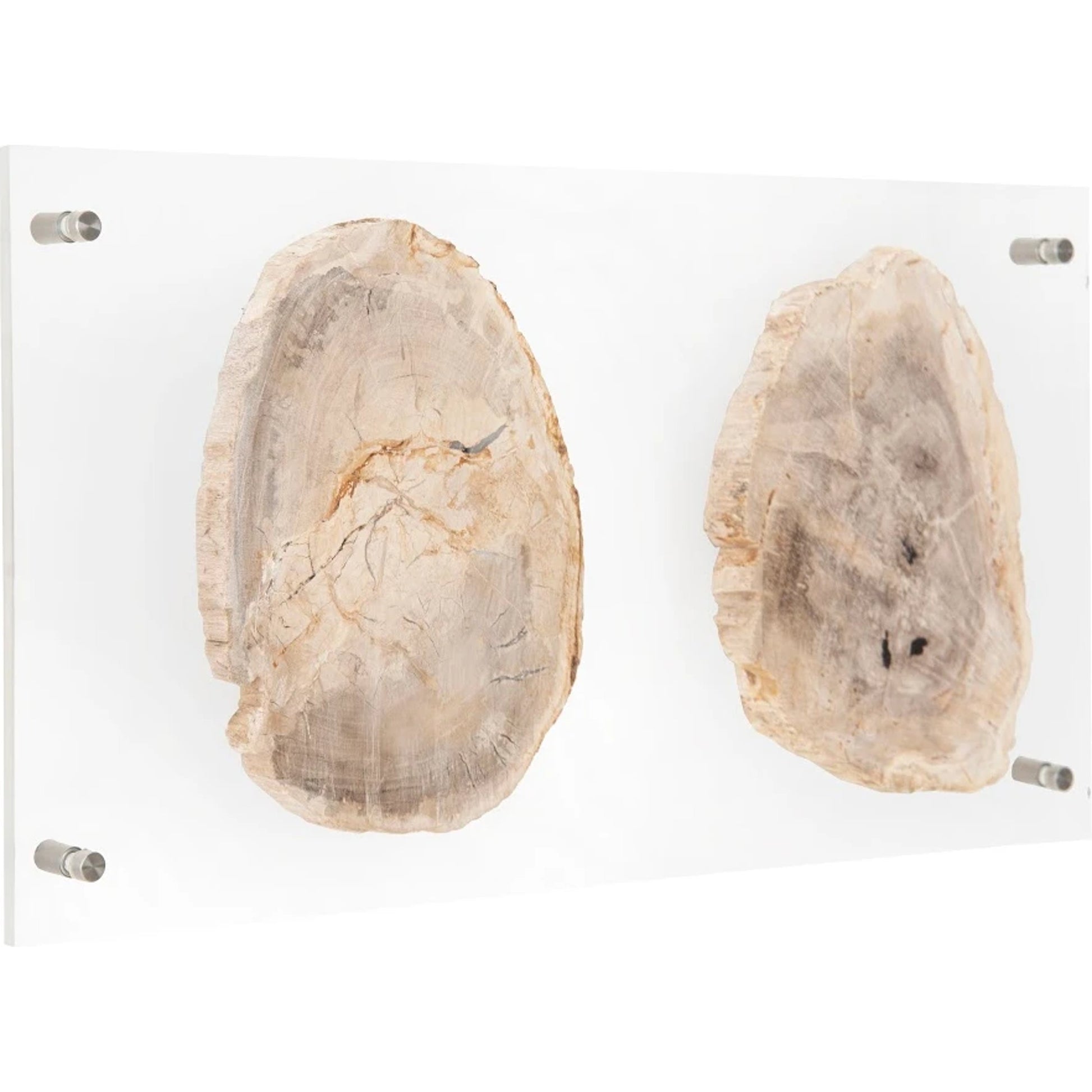 Floating Petrified Double Slice Wall Art by Phillips Collection in beige, black. Made from petrified wood in a modern style.