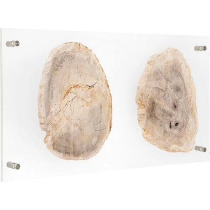 Floating Petrified Double Slice Wall Art by Phillips Collection in beige, black. Made from petrified wood in a modern style.