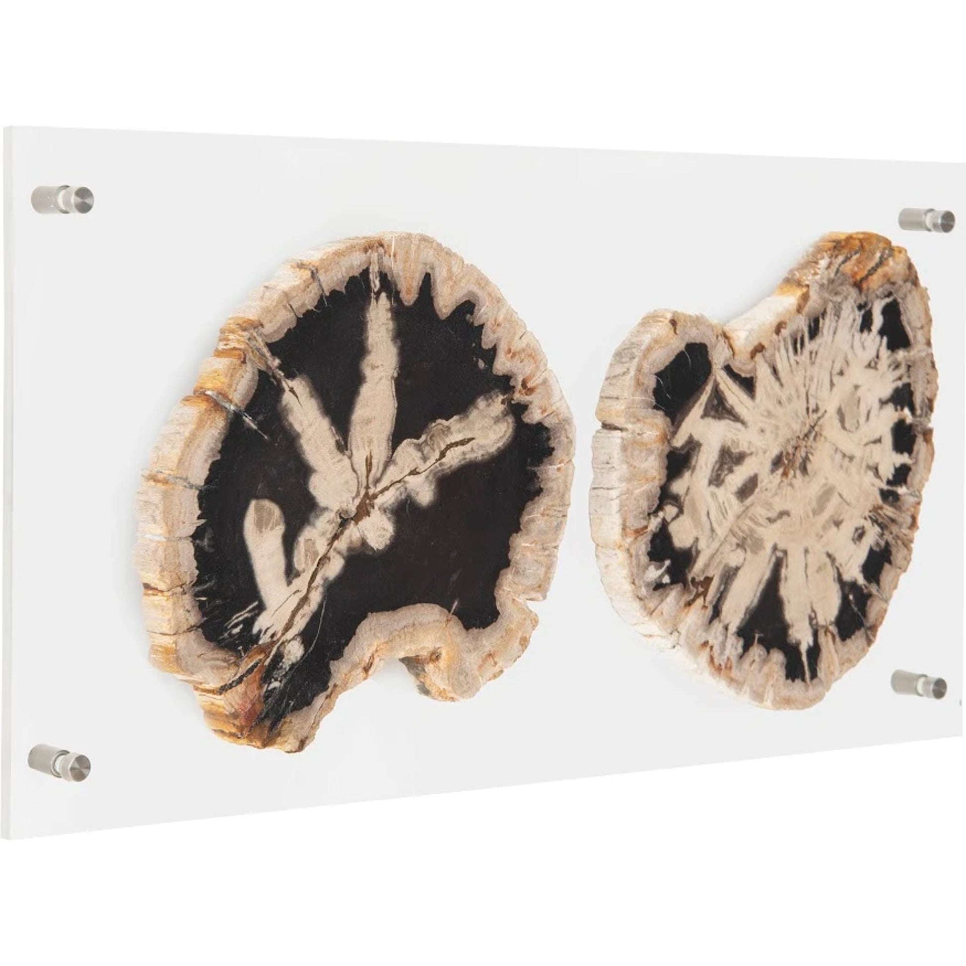 Floating Petrified Double Slice Wall Art by Phillips Collection in beige, black. Made from petrified wood in a modern style.