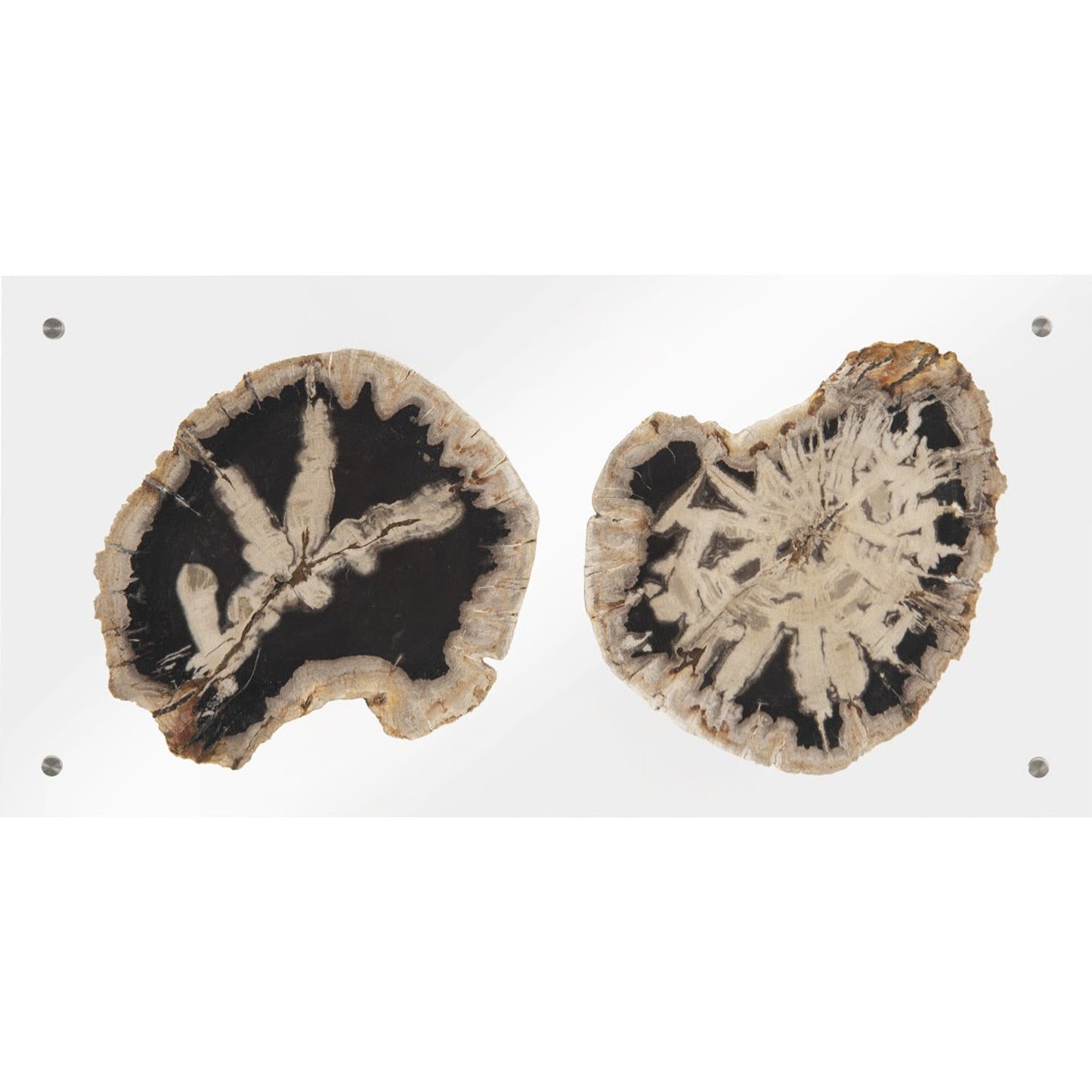 003 SR-820377 | Additional Silo | Floating Petrified Double Slice Wall Art by Phillips Collection in beige, black. Made from petrified wood in a modern style.