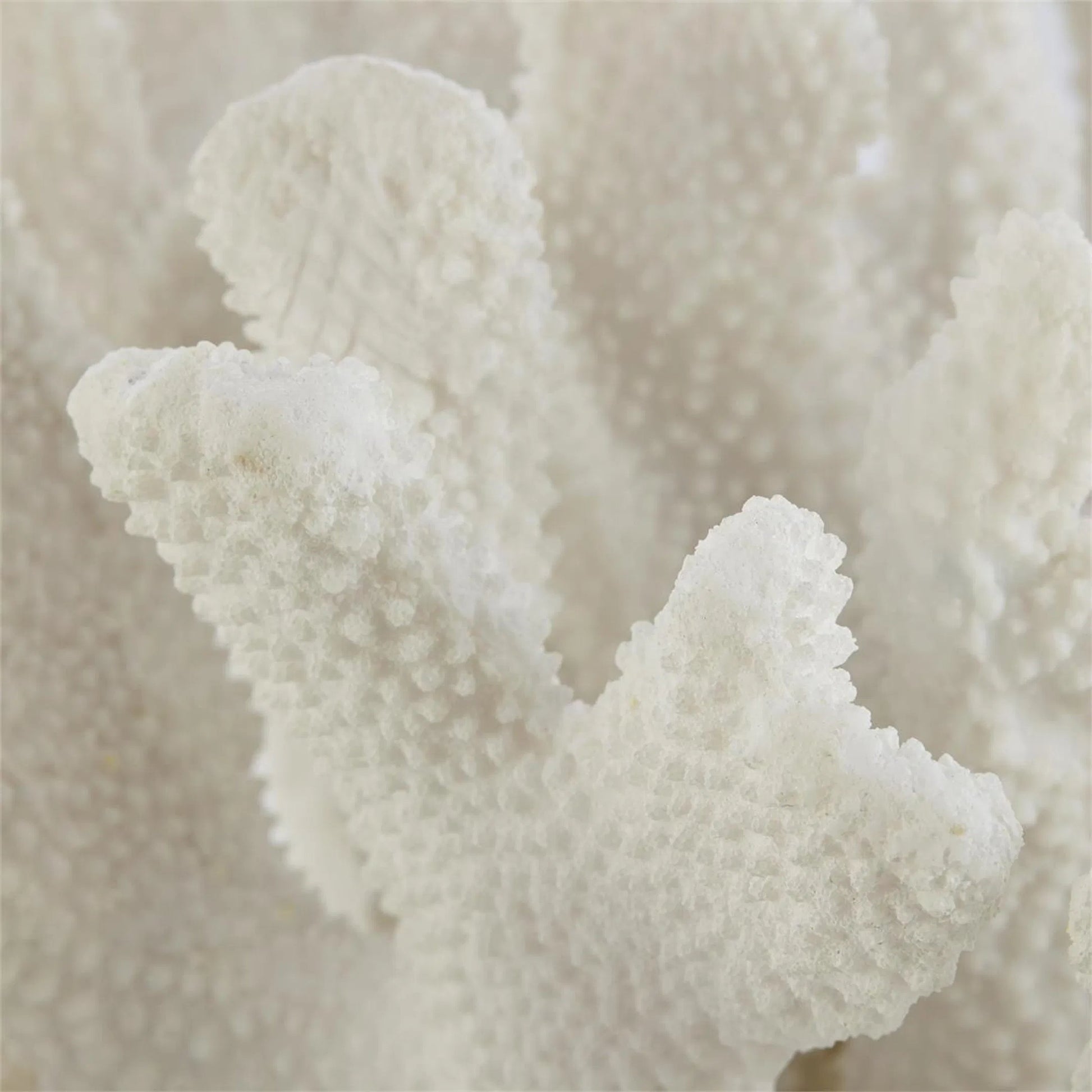 Coral Sculpture on Crystal by John-Richard. Made from unique in a unique style.