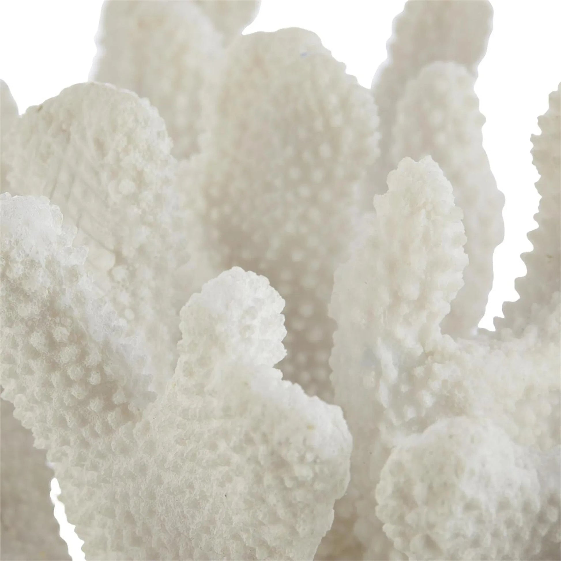Coral Sculpture on Crystal by John-Richard. Made from unique in a unique style.