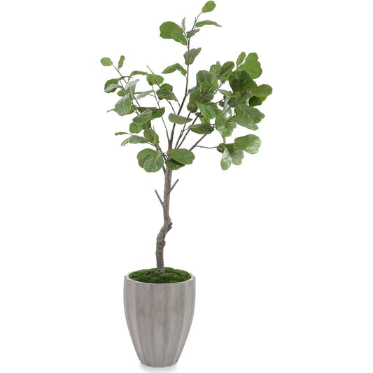 Coastal Fog Fiddle-Leaf Fig by John-Richard in natural. Made from unique in a transitional style.