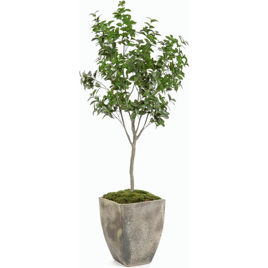 Bay Laurel Tree by John-Richard. Made from unique in a modern style.
