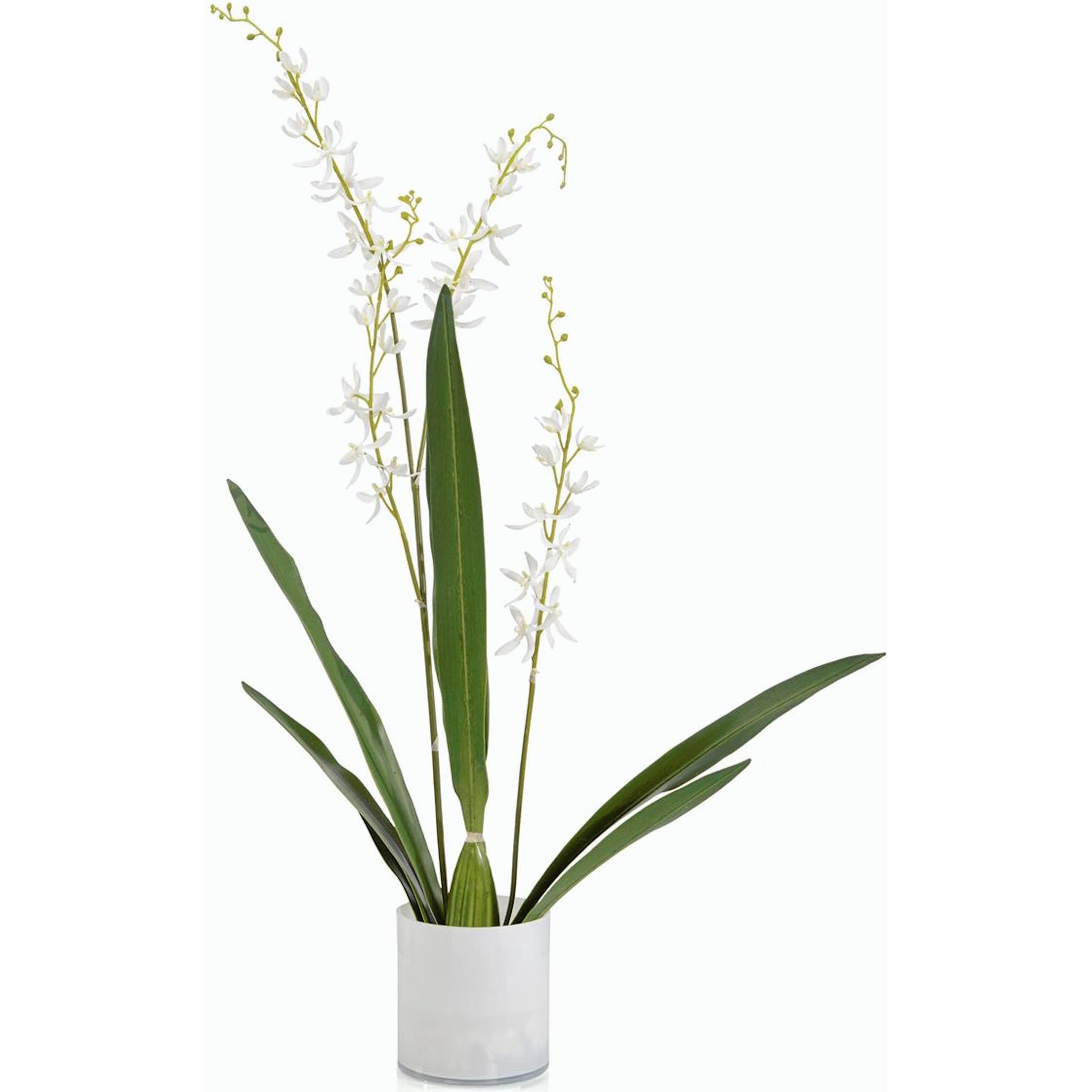 Cattleya Orchid by John-Richard. Made from unique in a modern style.