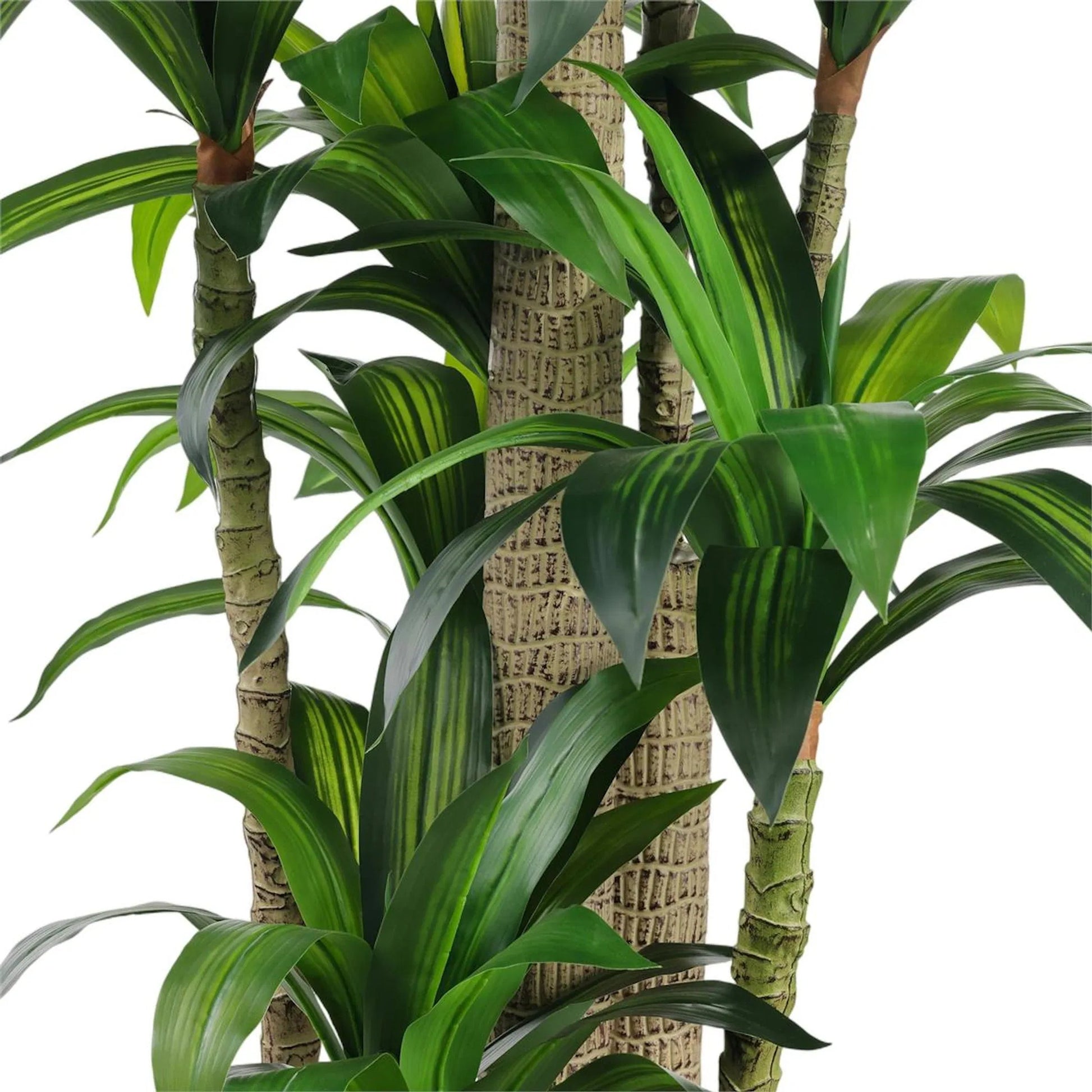 Dracaena Corn Tree by John-Richard. Made from unique in a unique style.
