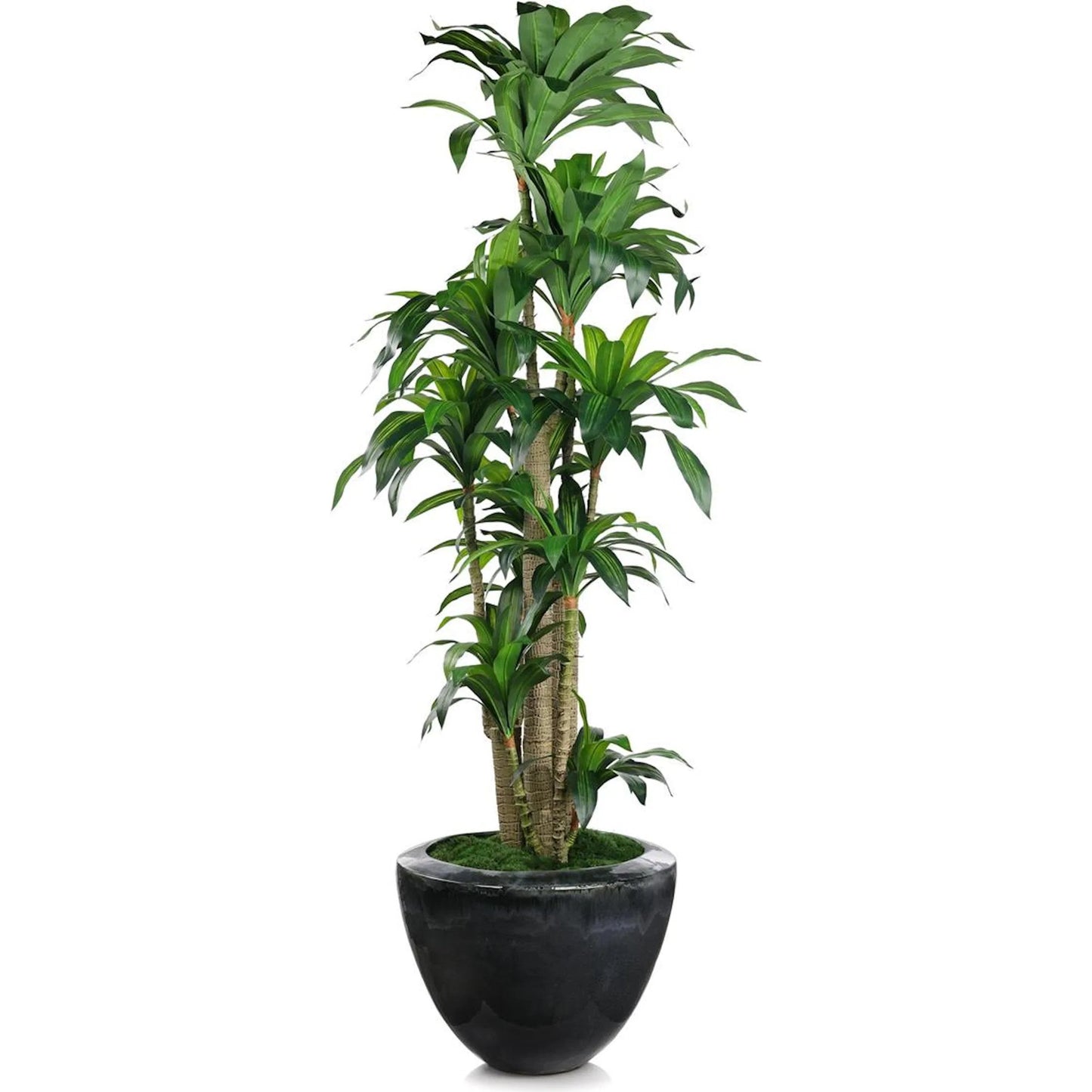 000 SI-2537265 | Primary Silo | Dracaena Corn Tree by John-Richard. Made from unique in a unique style.