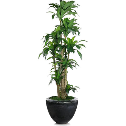 Dracaena Corn Tree by John-Richard. Made from unique in a unique style.