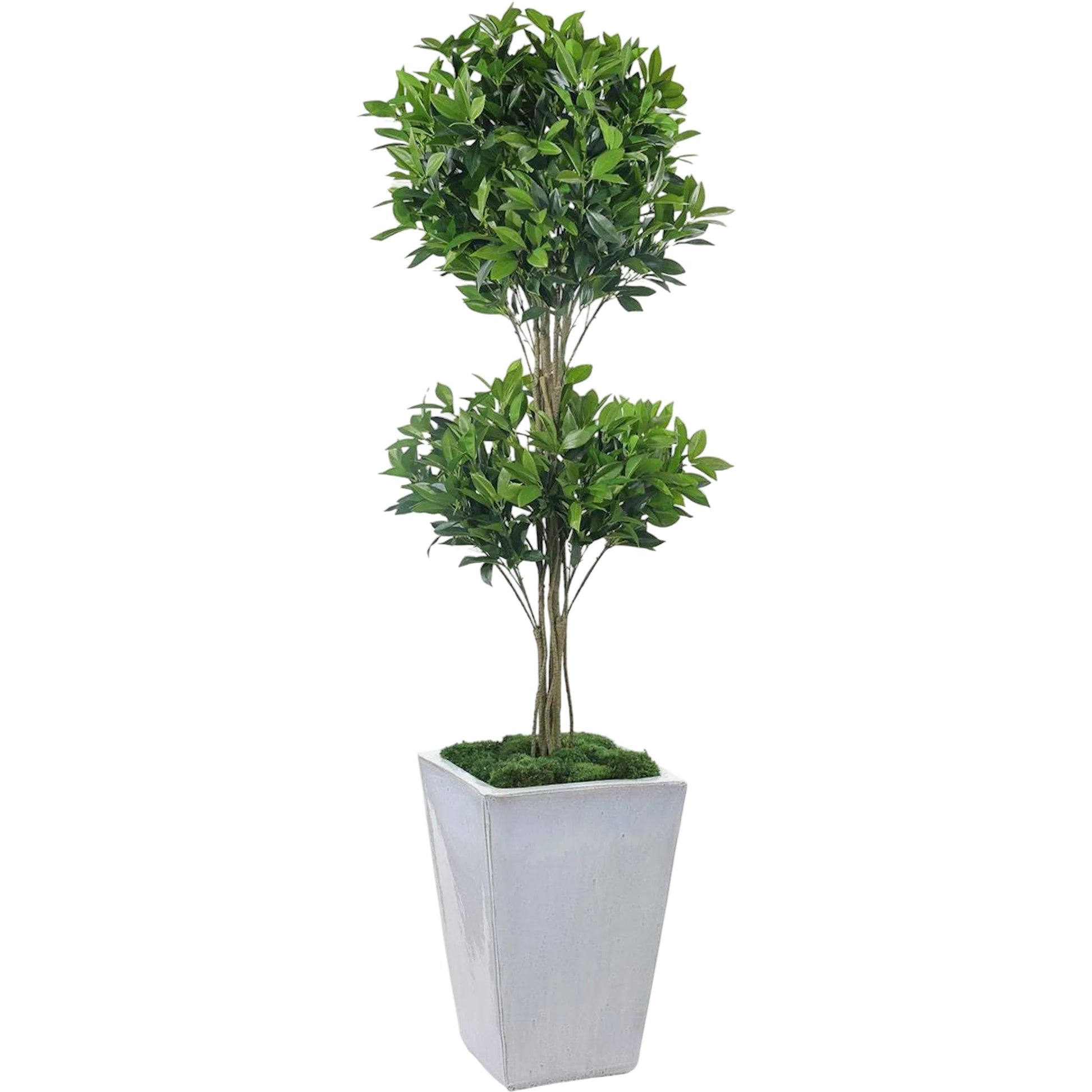 Double Pom Topiary by John-Richard. Made from unique in a unique style.