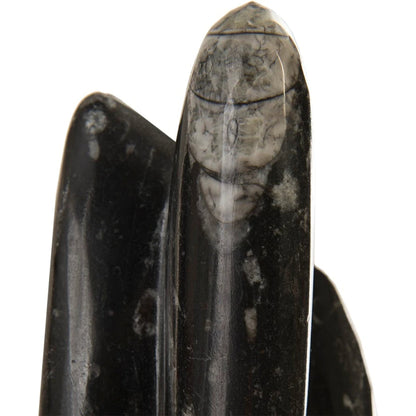 Fossilized Squid Sculpture by Phillips Collection in black, gray, white. Made from stone in a eclectic & global style.