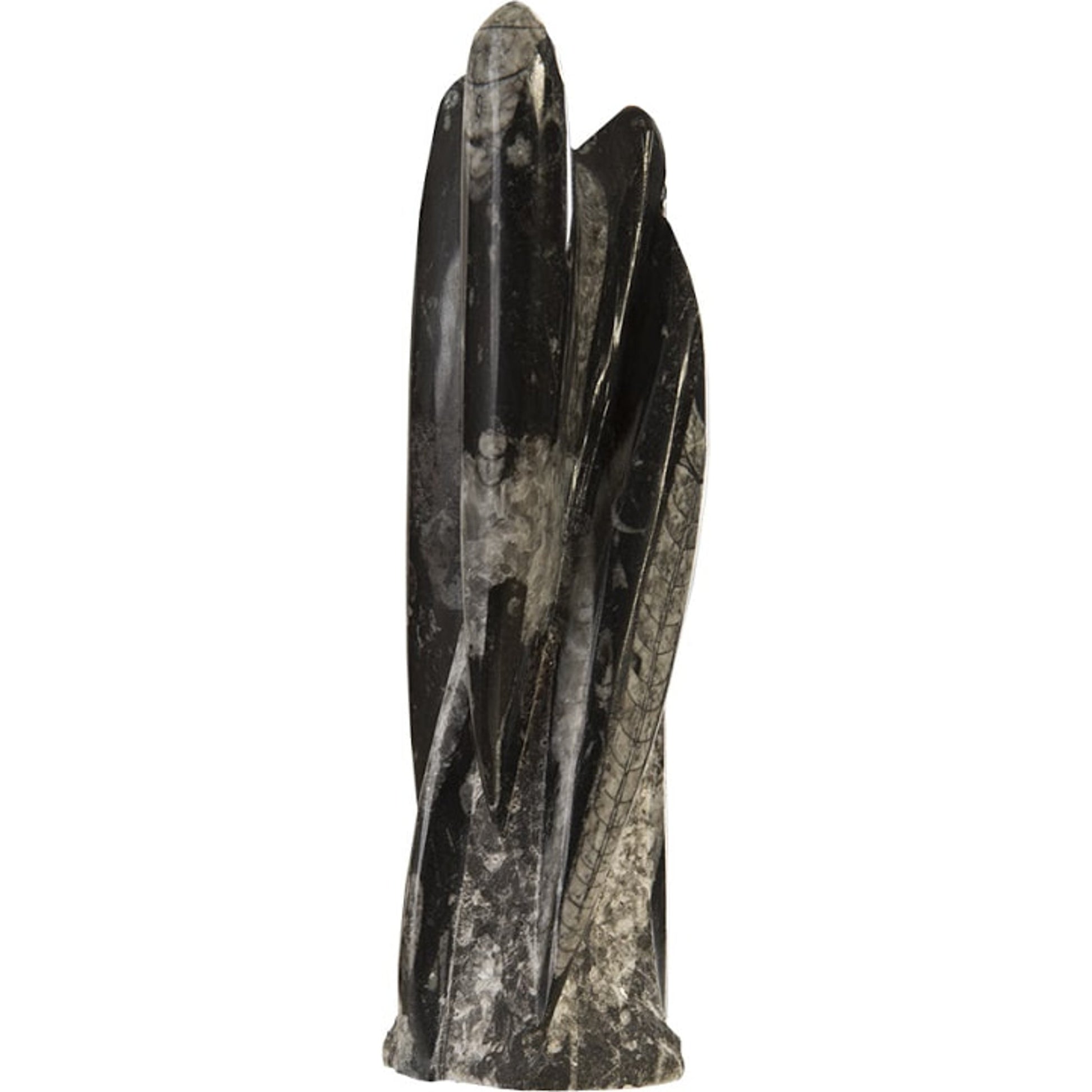 Fossilized Squid Sculpture by Phillips Collection in black, gray, white. Made from stone in a eclectic & global style.