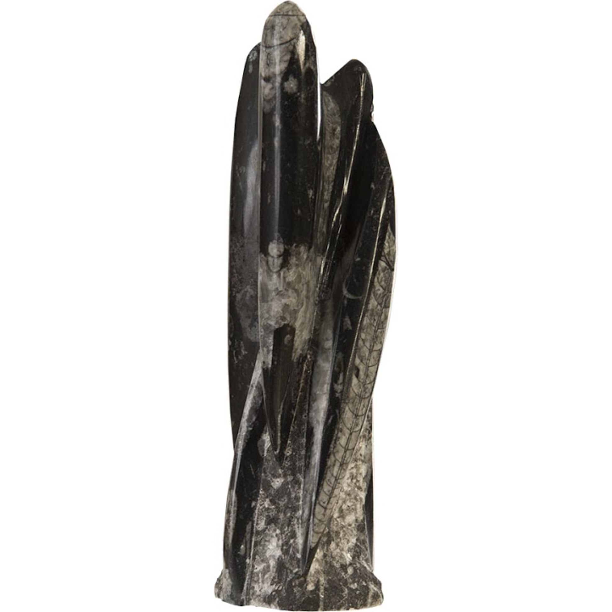 Fossilized Squid Sculpture by Phillips Collection in black, gray, white. Made from stone in a eclectic & global style.