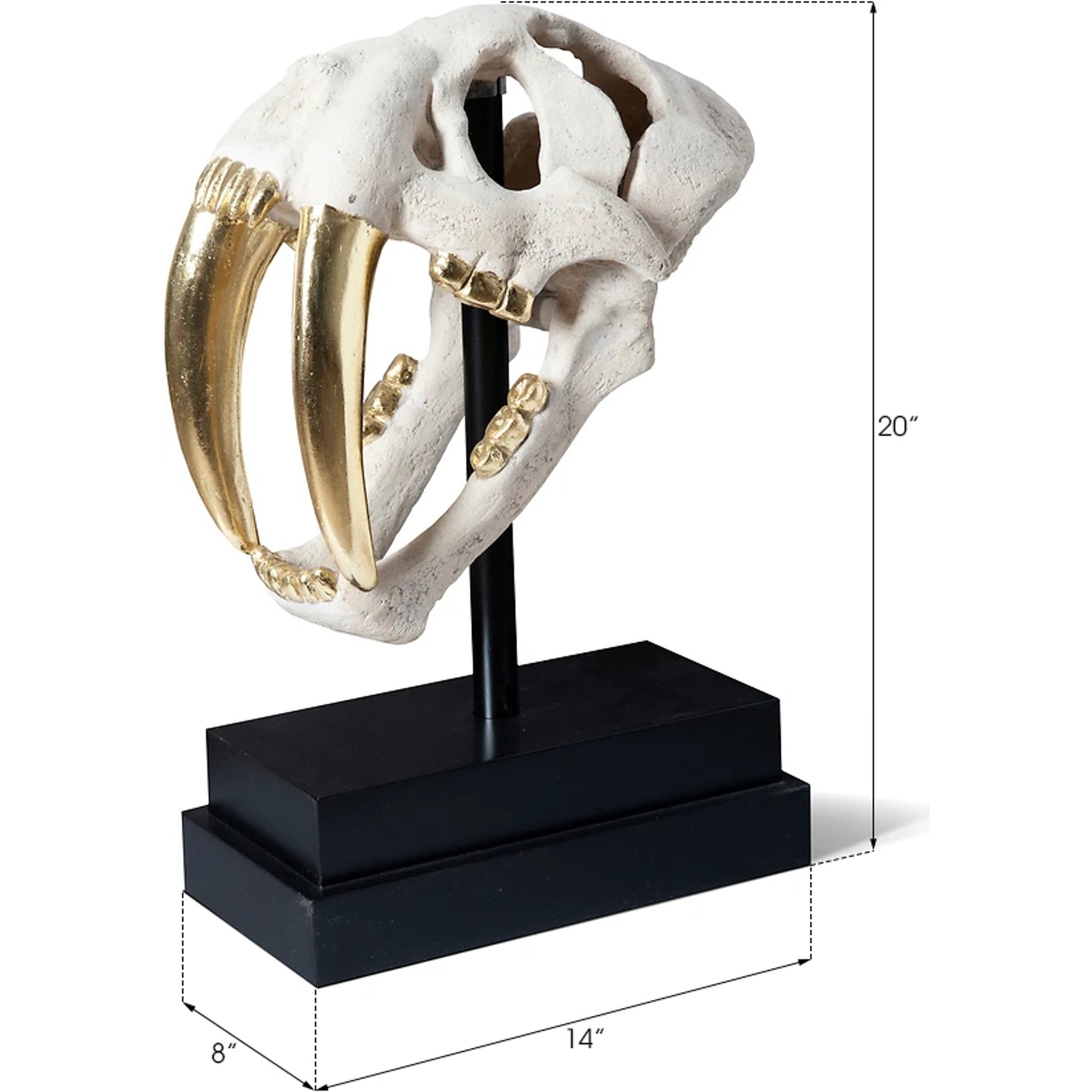 Saber Tooth Tiger Skull by Phillips Collection. Made from unique in a eclectic & global style.