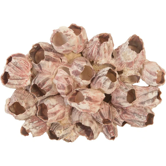 Barnacle Cluster Wall Art by Phillips Collection in purple. Made from shell in a modern style.