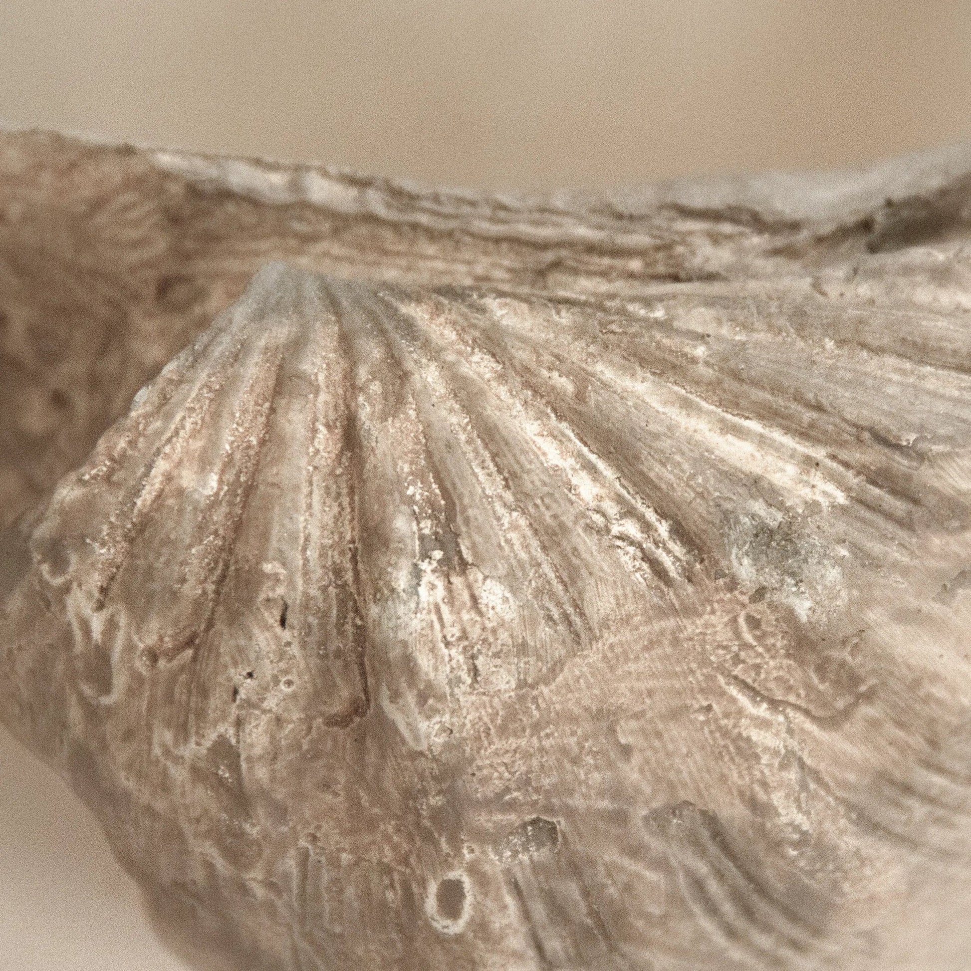 Tridacna Half Shell Bowl by Zentique in off-white, taupe. Made from resin in a transitional style.