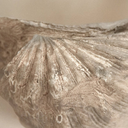 Tridacna Half Shell Bowl by Zentique in off-white, taupe. Made from resin in a transitional style.