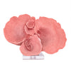 Distressed Ombre Pink