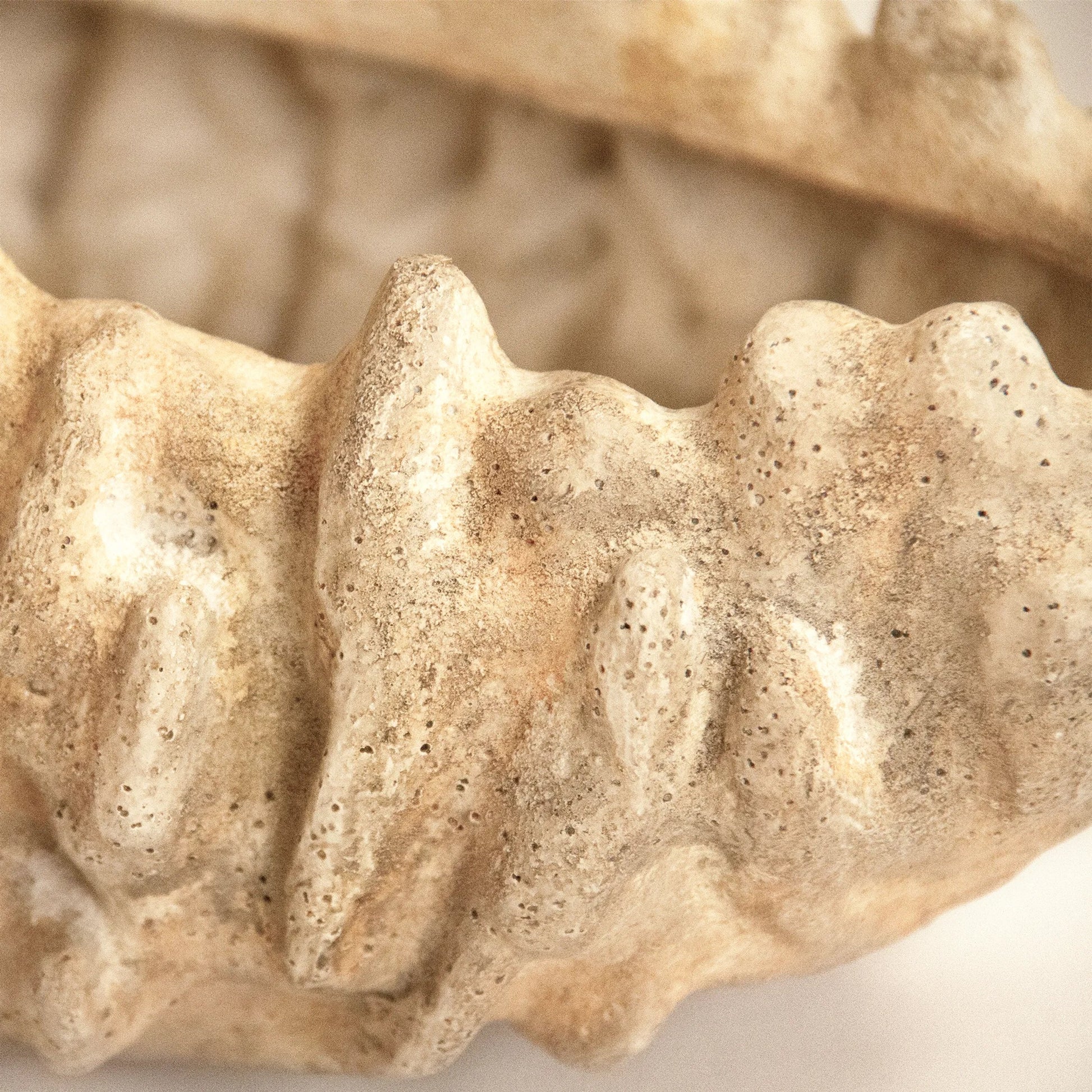 Coral Shell Bowl by Zentique in distressed beige. Made from resin in a modern style.