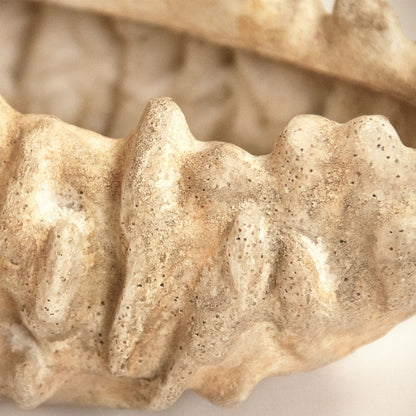 Coral Shell Bowl by Zentique in distressed beige. Made from resin in a modern style.