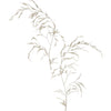 Silver Leaf